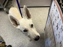 Shelter Stray Male Dog last seen Near BLOCK ROAD 104, SULTANA, CA, Visalia, CA 93292, USA