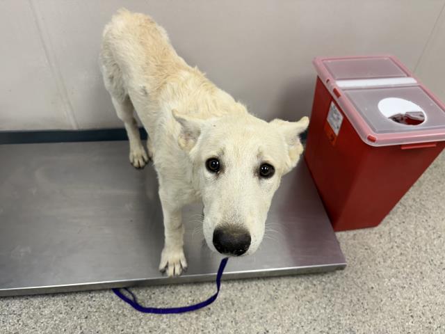 Shelter Stray Female Dog last seen Near BLOCK ROAD 104, SULTANA, CA, Visalia, CA 93292, USA