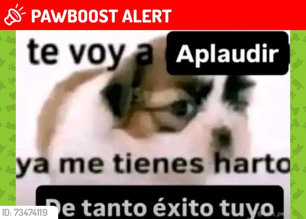 Lost Female Dog last seen Av.ticoman, Ciudad de México, CDMX 07340