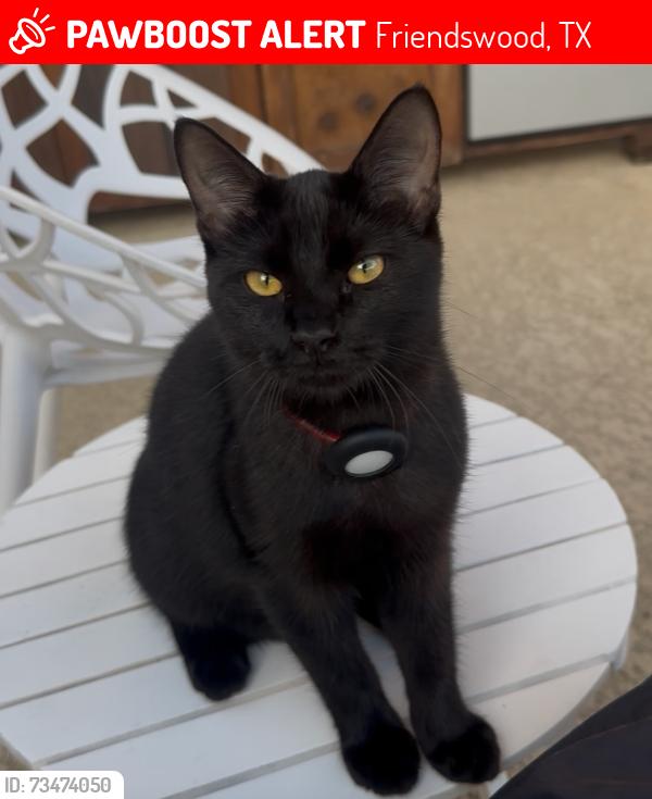 Lost Male Cat last seen Cortona ln in Terra Bella neighborhood, Friendswood, TX 77546