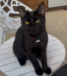 Lost Male Cat last seen Cortona ln in Terra Bella neighborhood, Friendswood, TX 77546