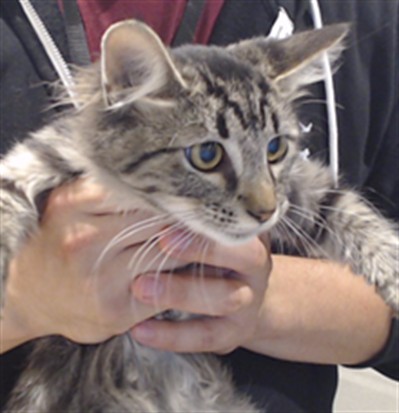 Shelter Stray Male Cat last seen SILVER / PALOU, 1419 Bryant St, San Francisco, CA 94103, USA