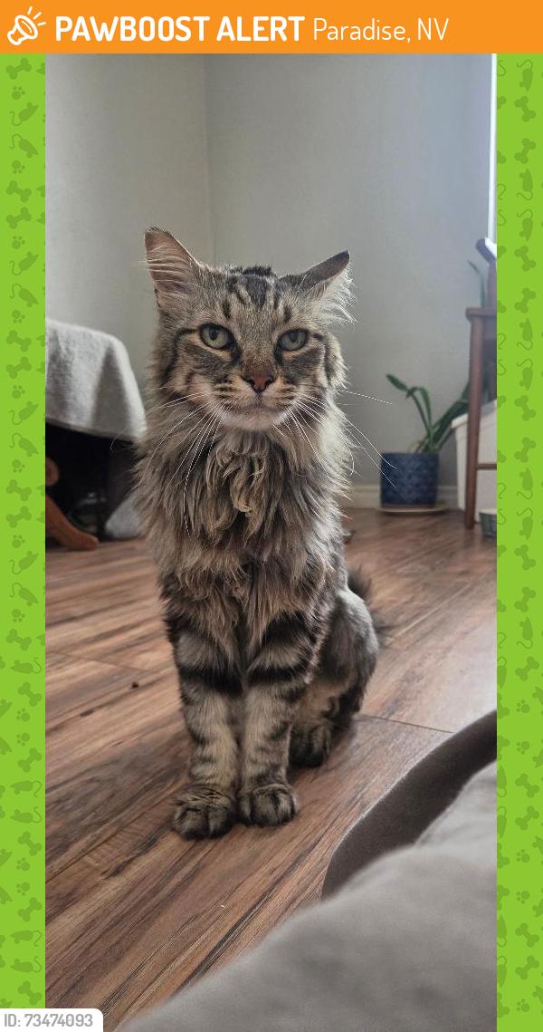 Found/Stray Male Cat last seen East Post Rd / Sandhill, Paradise, NV 89120