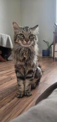Found/Stray Male Cat last seen East Post Rd / Sandhill, Paradise, NV 89120