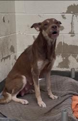 Shelter Stray Female Dog last seen , 3201 Lacy St, Los Angeles, CA 90031, USA