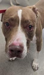 Shelter Stray Male Dog last seen TIPPECANOE AND HARY SHEPHERD, 333 Chandler Pl, San Bernardino, CA 92408, USA
