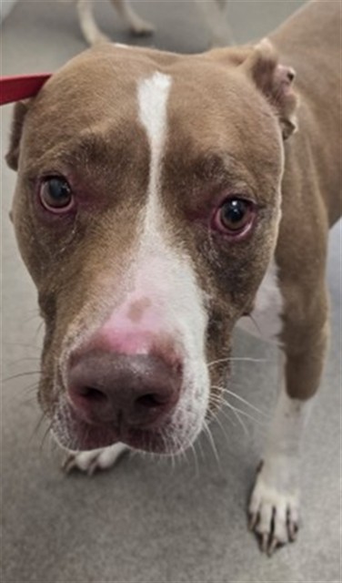 Shelter Stray Male Dog last seen TIPPECANOE AND HARY SHEPHERD, 333 Chandler Pl, San Bernardino, CA 92408, USA