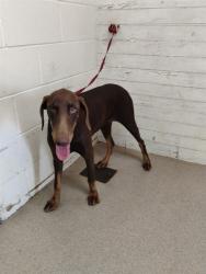 Shelter Stray Female Dog last seen Near BLOCK S CACTUS AVE, 333 Chandler Pl, San Bernardino, CA 92408, USA