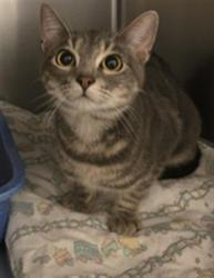 Shelter Stray Female Cat last seen Near BLOCK S 4280, 4522 W 3500 S, West Valley City, UT 84120, USA