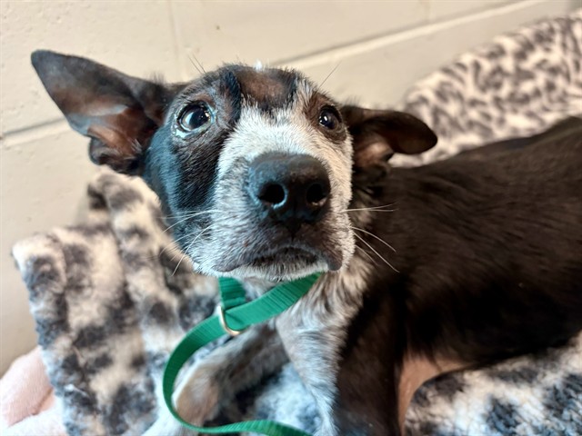 Shelter Stray Male Dog last seen AUSTIN MERRITT RD & LOOP RD GROVELAND, 12280 County Rd 448, Tavares, FL 32778, USA