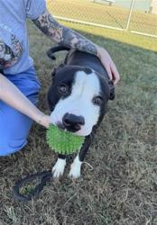 Shelter Stray Male Dog last seen Near BLOCK NORTH DR8, 3528 Newburg Rd, Louisville, KY 40218, USA