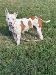 Shelter Stray Female Dog last seen Near BLK GOLDSMITH LN, 3528 Newburg Rd, Louisville, KY 40218, USA