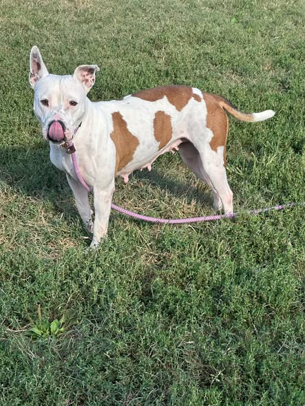 Shelter Stray Female Dog last seen Near BLK GOLDSMITH LN, 3528 Newburg Rd, Louisville, KY 40218, USA