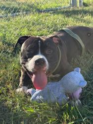 Shelter Stray Male Dog last seen Near BLOCK EASTERN PKWY, 3528 Newburg Rd, Louisville, KY 40218, USA