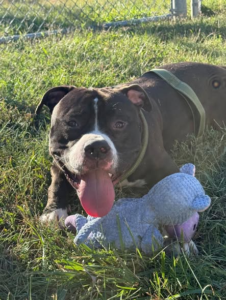 Shelter Stray Male Dog last seen Near BLOCK EASTERN PKWY, 3528 Newburg Rd, Louisville, KY 40218, USA