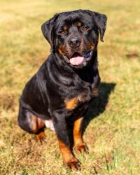 Shelter Stray Male Dog last seen Near BLOCK INVERNESS AVE, 3528 Newburg Rd, Louisville, KY 40218, USA