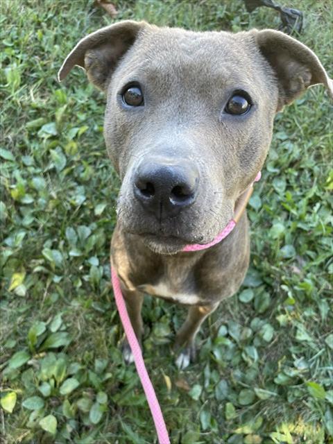 Shelter Stray Female Dog last seen Near BLOCK BEECHER ST, 3528 Newburg Rd, Louisville, KY 40218, USA