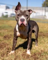 Shelter Stray Male Dog last seen Near BLOCK S FIRSTH ST, 3528 Newburg Rd, Louisville, KY 40218, USA