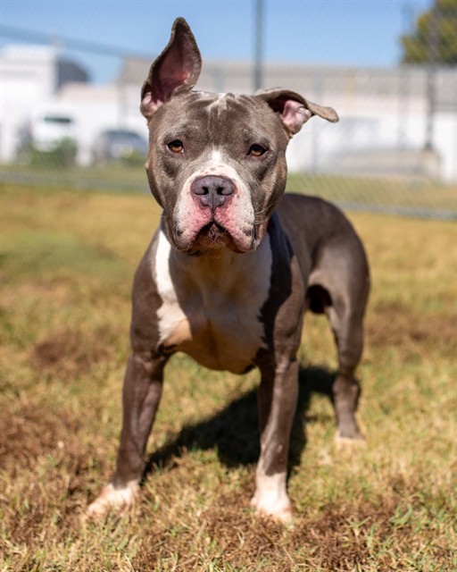 Shelter Stray Male Dog last seen Near BLOCK S FIRSTH ST, 3528 Newburg Rd, Louisville, KY 40218, USA