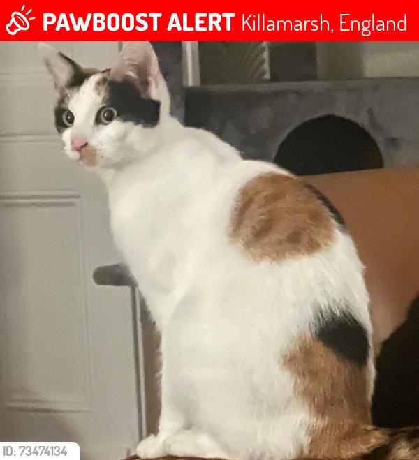Lost Female Cat last seen Near the nags head pub, killamarsh, Killamarsh, England 