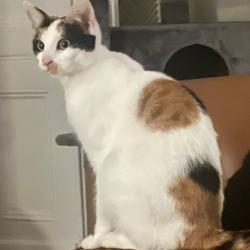Lost Female Cat last seen Near the nags head pub, killamarsh, Killamarsh, England 