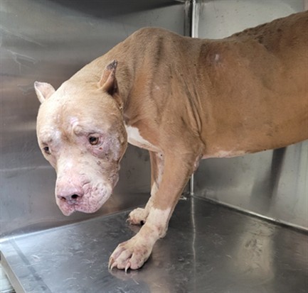 Shelter Stray Male Dog last seen , 957 N Gaffey St, San Pedro, CA 90731, USA