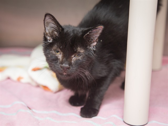 Shelter Stray Female Cat last seen Near BLOCK W JEFFERSON, 5501 E Van Buren St, Phoenix, AZ 85008, USA