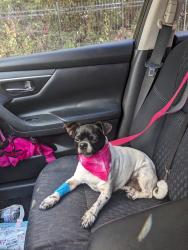 Reunited Female Dog last seen Terragon trail, Nashville, TN 37013