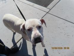 Shelter Stray Female Dog last seen AZ AVE/GALESTON, 5501 E Van Buren St, Phoenix, AZ 85008, USA
