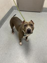 Shelter Stray Female Dog last seen Near, 5001 E Raymond St, Indianapolis, IN 46203, USA