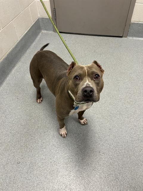 Shelter Stray Female Dog last seen Near, 5001 E Raymond St, Indianapolis, IN 46203, USA