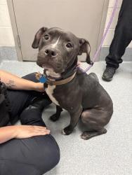 Shelter Stray Female Dog last seen Near, 5001 E Raymond St, Indianapolis, IN 46203, USA