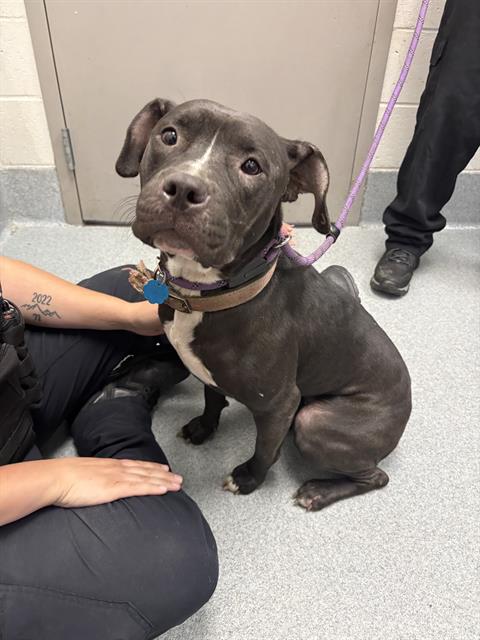 Shelter Stray Female Dog last seen Near, 5001 E Raymond St, Indianapolis, IN 46203, USA