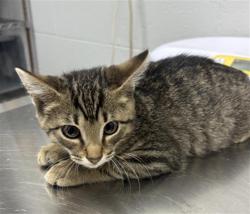Shelter Stray Male Cat last seen Near, 5001 E Raymond St, Indianapolis, IN 46203, USA