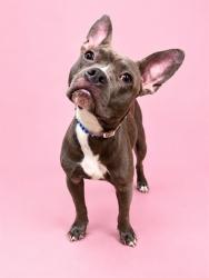 Shelter Stray Female Dog last seen Near BLOCK DUNSFORD TERR, 2020 Forest St, Jacksonville, FL 32204, USA