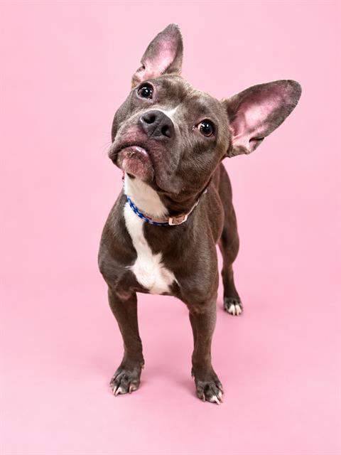 Shelter Stray Female Dog last seen Near BLOCK DUNSFORD TERR, 2020 Forest St, Jacksonville, FL 32204, USA
