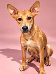 Shelter Stray Female Dog last seen Near BLOCK W 24TH ST, 2020 Forest St, Jacksonville, FL 32204, USA