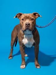 Shelter Stray Female Dog last seen LIGUSTRUM RD, 2020 Forest St, Jacksonville, FL 32204, USA