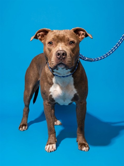 Shelter Stray Female Dog last seen LIGUSTRUM RD, 2020 Forest St, Jacksonville, FL 32204, USA