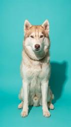 Shelter Stray Male Dog last seen OWNER PASSED AWAY, 2020 Forest St, Jacksonville, FL 32204, USA