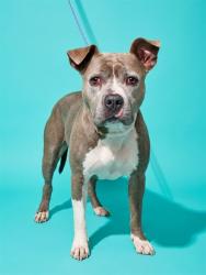 Shelter Stray Female Dog last seen TROUT RIVER, 2020 Forest St, Jacksonville, FL 32204, USA