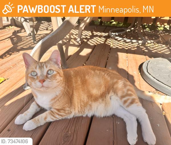 Found/Stray Unknown Cat last seen Theodore Wirth Golf Course, Minneapolis, MN 55411