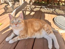 Found/Stray Unknown Cat last seen Theodore Wirth Golf Course, Minneapolis, MN 55411