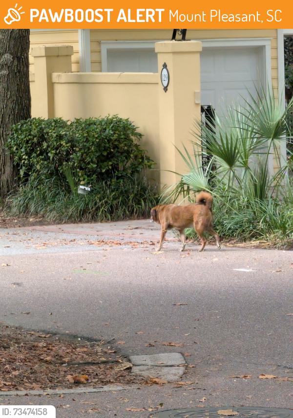 Found/Stray Unknown Dog last seen Behind chapel, Mount Pleasant, SC 29464