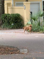 Found/Stray Unknown Dog last seen Behind chapel, Mount Pleasant, SC 29464