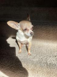 Lost Male Dog last seen Skytop, Haslet, TX 76052