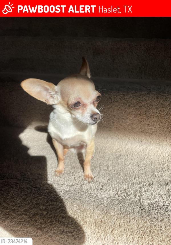 Lost Male Dog last seen Skytop, Haslet, TX 76052