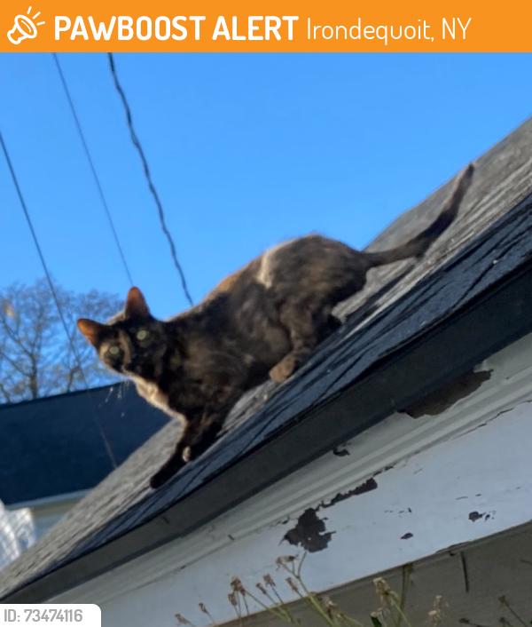 Found/Stray Unknown Cat last seen Druid Hill Park & Smyles Drive, Irondequoit, NY 14609