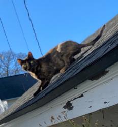 Found/Stray Unknown Cat last seen Druid Hill Park & Smyles Drive, Irondequoit, NY 14609