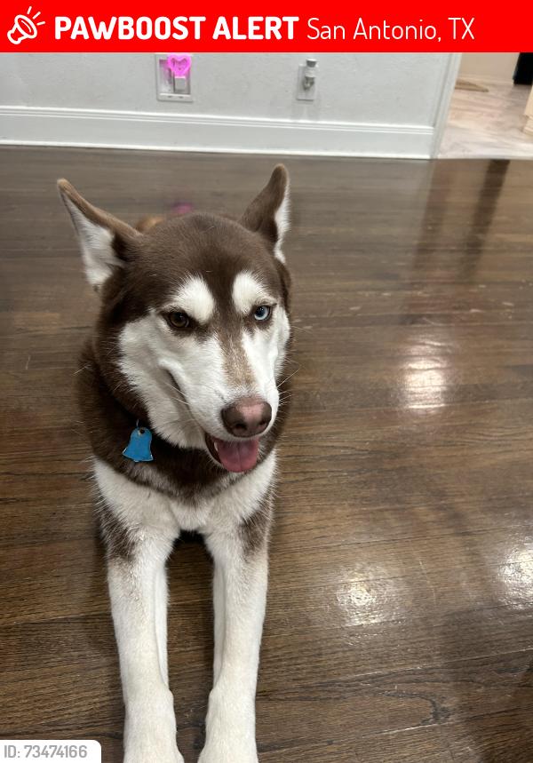 Lost Female Dog last seen HEB carretera central, San Antonio, TX 78233